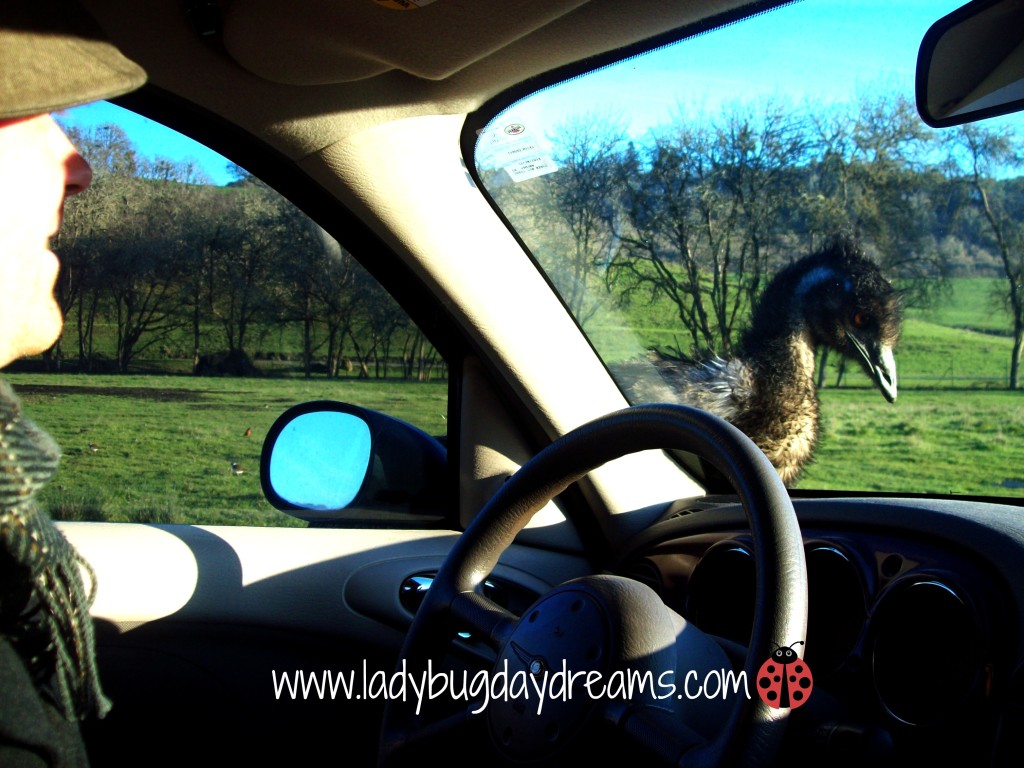 Emu at Wildlife Safari ~ Ladybug Daydreams