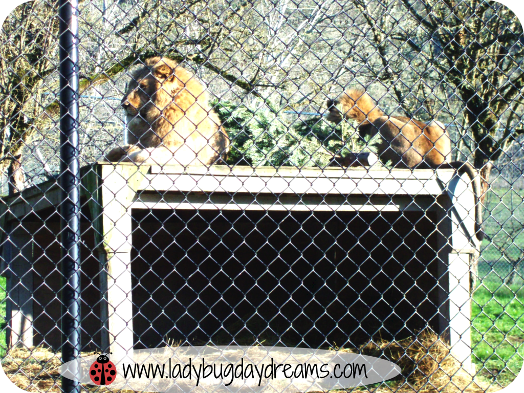 Lions at Wildlife Safari ~ Ladybug Daydreams