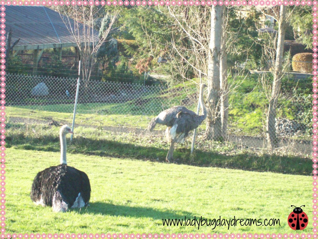 ostriches