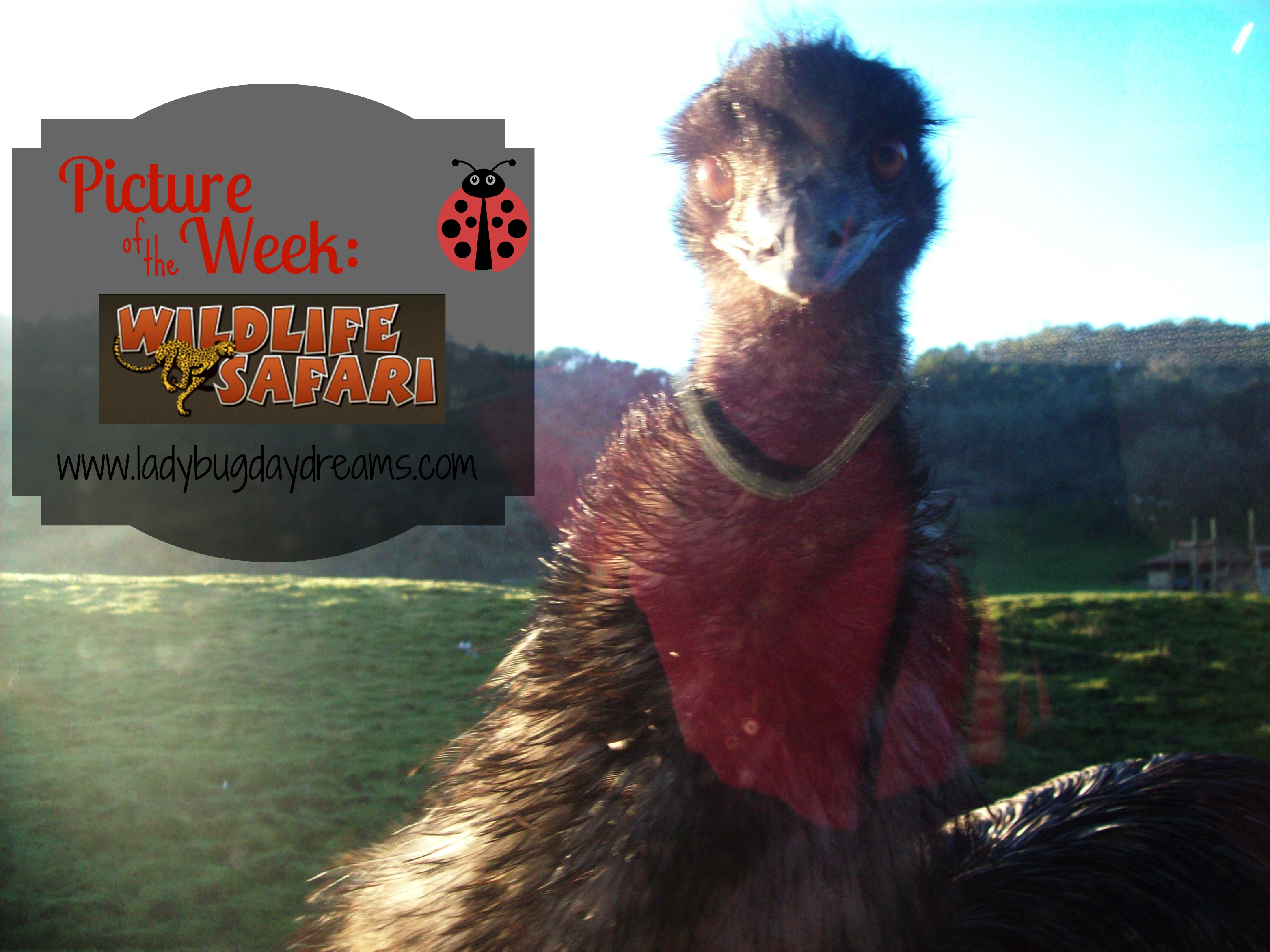Why, yes, that is an emu attacking our car!