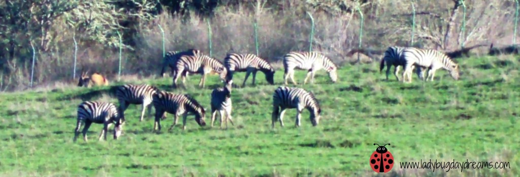 Zebras at Wildlife Safari ~ Ladybug Daydreams