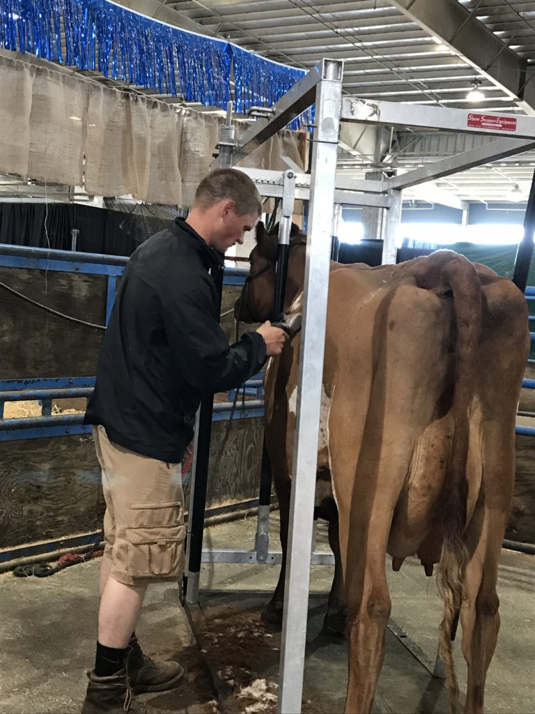 You don't normally think of cows as needing "haircuts," but apparently they do!